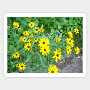 rudbeckia Sticker